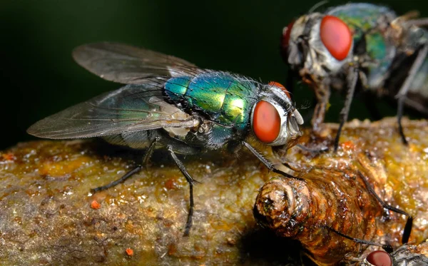 Mouche Verte Commune Est Une Mouche Que Trouve Dans Plupart — Photo