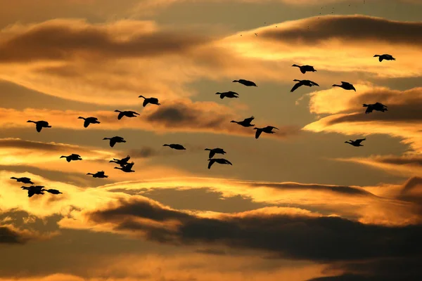 Een Zwerm Ganzen Tijdens Vlucht Het Avondlicht Montaged Lucht — Stockfoto