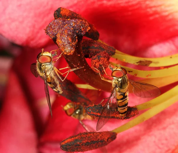 Famille Des Syrphidés Est Constituée Survolts Aussi Appelés Mouches Des — Photo