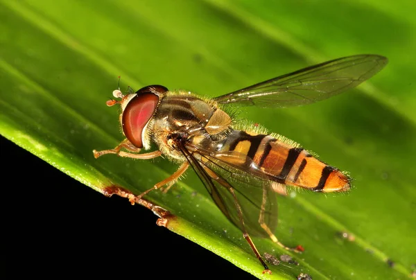 Famille Des Syrphidés Est Constituée Survolts Aussi Appelés Mouches Des — Photo