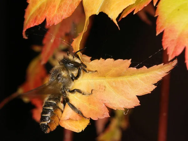 Leafcutter bees are hole-nesting bees that lay their eggs in existing holes having collected cut leaf pieces as a nest lining.