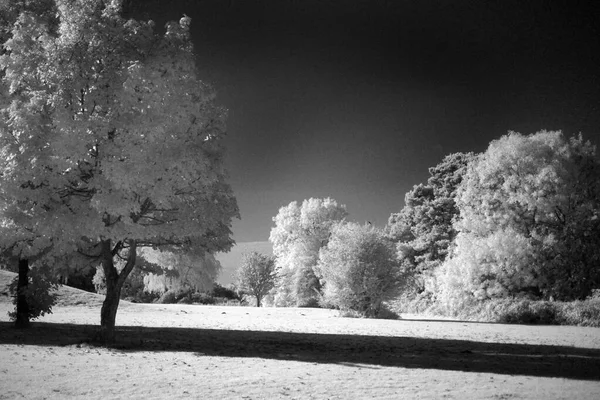 Infra red monchrome image of trees and pond in bright sunshire.