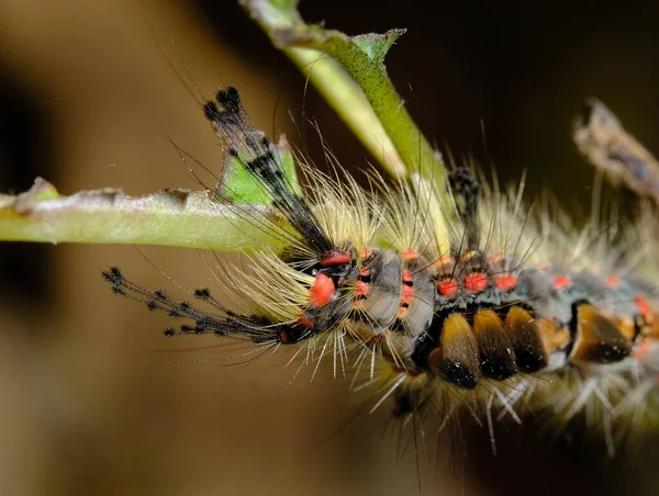 Papillon Nuit Aussi Connu Sous Nom Papillon Rouillé Est Sexuellement — Photo