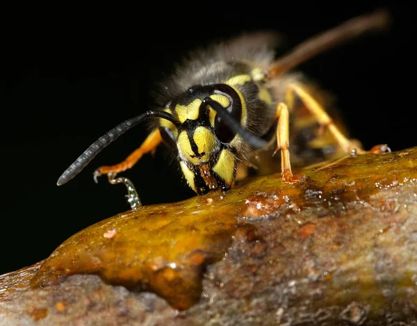 Vespula Vulgaris 是在英国 新西兰和澳大利亚等地发现的一种黄蜂 — 图库照片