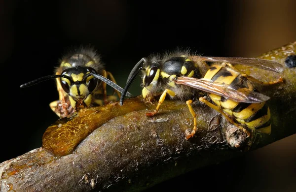 Vespula vulgaris, known as the common wasp, is a wasp found in various regions, including the United Kingdom, Germany, India, China, New Zealand, and Australia.