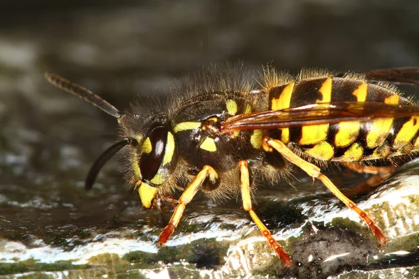 Vespula vulgaris, known as the common wasp, is a wasp found in various regions, including the United Kingdom, Germany, India, China, New Zealand, and Australia.