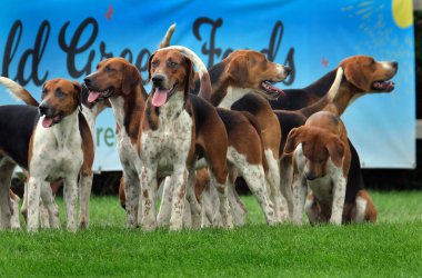 Tarım fuarında sergilenen av köpeği sürüsü.