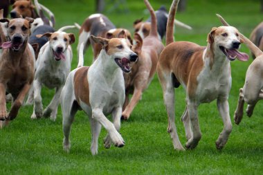 Tarım fuarında sergilenen av köpeği sürüsü.