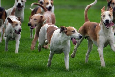 Tarım fuarında sergilenen av köpeği sürüsü.