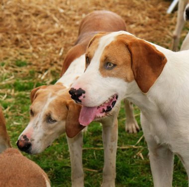 İlçe tarım fuarında bir grup tilki avı köpeği. Bir köpek sürüsü.