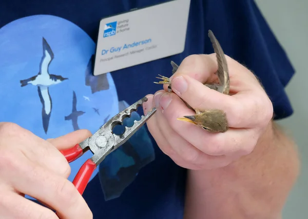 Bird ringing or bird banding is the attachment of a small, individually numbered metal or plastic tag to the leg or wing of a wild bird to enable individual identification. This helps in keeping track of the movements of the bird and life history.