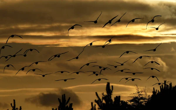 Kanada Greylag Kazları Akşam Işığında Uçuyor Ngiltere — Stok fotoğraf