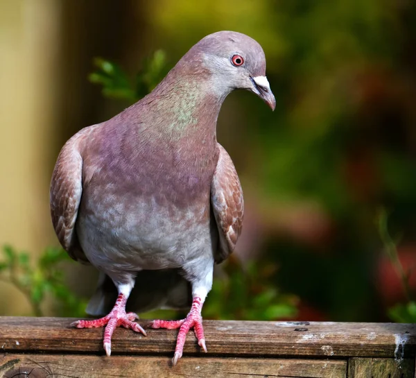 Wildtauben Auch Stadttauben Stadttauben Oder Straßentauben Genannt Sind Tauben Die — Stockfoto