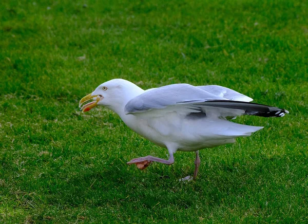 갈매기 Gull 갈매기 Seagulls 라리아 Laridae 바닷새이다 위에서 먹이를 — 스톡 사진