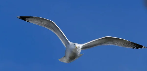 Gullové Nebo Racci Jsou Mořští Ptáci Čeledi Laridae Podřádu Lari — Stock fotografie