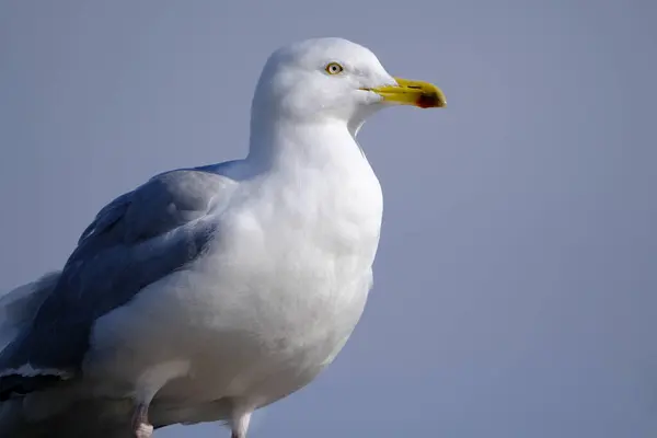 Gullové Nebo Racci Jsou Mořští Ptáci Čeledi Laridae Podřádu Lari — Stock fotografie