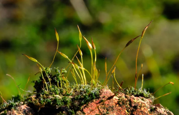 Botanically, mosses are non-vascular plants. They are small (a few centimeters tall) herbaceous (non-woody) plants that absorb water and nutrients mainly through their leaves and harvest carbon dioxide and sunlight to create food by photosynthesis