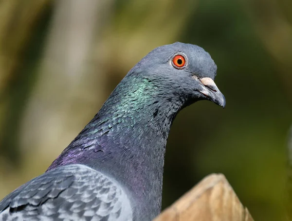 Wildtauben Auch Stadttauben Stadttauben Oder Straßentauben Genannt Sind Tauben Die — Stockfoto