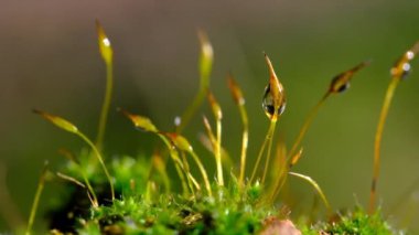 Su damlacıkları olan bir bahçenin nemli karanlık köşesinde büyüyen yosun manzarası.