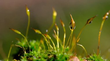 Bahçenin nemli karanlık köşesinde büyüyen yosun manzarası.