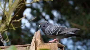 Vahşi güvercinler, şehir bahçesindeki bir sincap beslenme kutusunda yer fıstığı için kavga ediyorlar..
