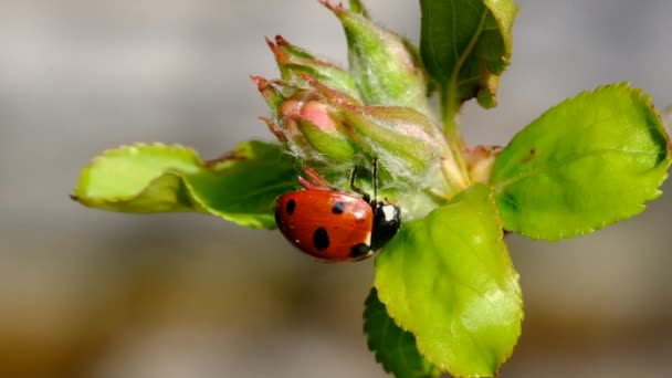Coccinellidae Widespread Family Small Beetles Ranging Size Family Commonly Known — Stock Video