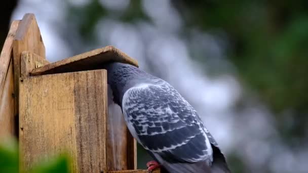 城市家庭花园的一只野生鸽子在松鼠的喂食箱里争夺花生 — 图库视频影像
