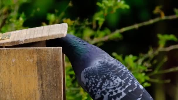 Pigeons sauvages se battant pour des cacahuètes dans une boîte d'alimentation d'écureuil dans un jardin de maison urbaine .
