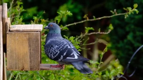Vahşi Güvercinler Şehir Bahçesindeki Bir Sincap Beslenme Kutusunda Yer Fıstığı — Stok video