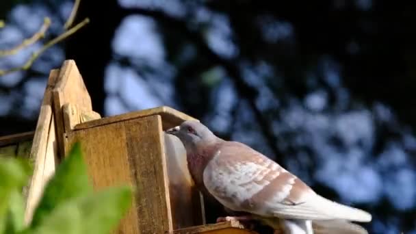 ファーピジョンファイティングオーバーピーナッツでザリスの餌箱で都市部の家の庭 — ストック動画