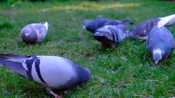 Flock Feral Pigeons Feeding Seed Uran Ouse Garden — Stock Video