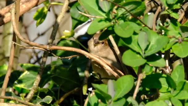 Female House Sparrow Rebanho Procura Comida Jardim Casa Urbana Esconderijo — Vídeo de Stock