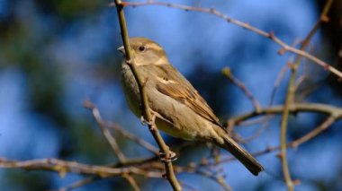 Dişi Serçe sürüsü, şehir bahçesinde yiyecek arıyor. İngiltere.