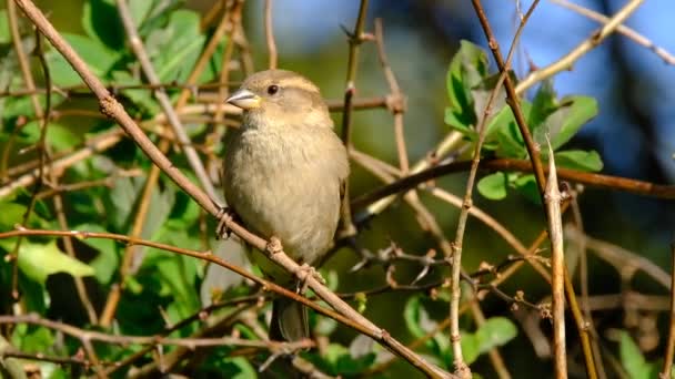 女性の家都市の家の庭で食べ物を探して群れの雀 イギリス — ストック動画