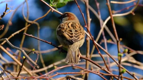 Male House Sparrow Rebanho Procura Comida Jardim Casa Urbana Reino — Vídeo de Stock