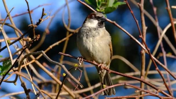 Gorrión Casa Masculina Bandada Buscando Comida Jardín Casa Urbana Reino — Vídeo de stock