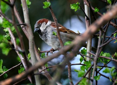 Şehir bahçesinde yiyecek arayan bir erkek ev serçesi. Serçe, Serçe familyasından bir kuş türü olup dünyanın birçok yerinde bulunur..