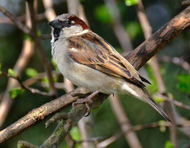 Ev serçesi, Serçe familyasından dünyanın birçok yerinde bulunan bir kuş türü. Tipik uzunluğu 16 cm ve kütlesi 2439.5 g olan küçük bir kuştur..