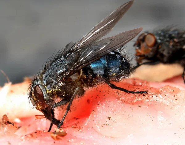 Mosca Domestica Una Mosca Del Sottordine Cyclorrhapha Ritiene Che Sia — Foto Stock