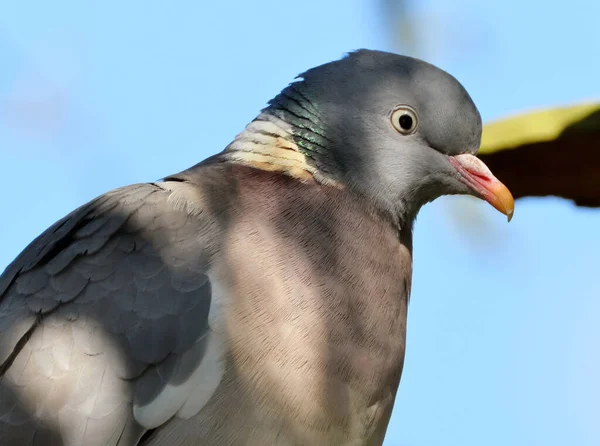 常见的木鸽是鸽子和鸽子科的一个大物种 它属于哥伦比亚属 像所有的鸽子和鸽子一样 属于哥伦比亚科 — 图库照片