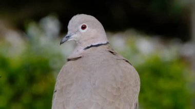 Avrasya yakalı güvercini, Avrupa ve Asya 'ya özgü bir güvercin türüdür..