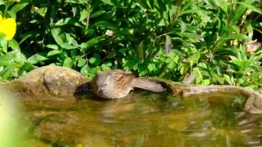 Dunnock, Orta Avrupa 'da ve Asya Rusya' da bulunan küçük bir kuş türüdür. Dunnocks, Yeni Zelanda 'ya da başarıyla sokulmuştur..