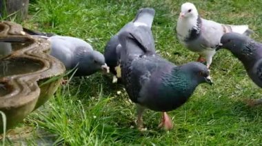 Şehir bahçesinde beslenen bir güvercin. Güvercinler, aynı zamanda şehir güvercinleri, şehir güvercinleri ya da sokak güvercinleri olarak da adlandırılır, vahşi doğaya geri dönen güvercinlerden türetilmiş güvercinlerdir..