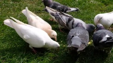 Şehir bahçesinde beslenen bir güvercin. Güvercinler, aynı zamanda şehir güvercinleri, şehir güvercinleri ya da sokak güvercinleri olarak da adlandırılır, vahşi doğaya geri dönen güvercinlerden türetilmiş güvercinlerdir..