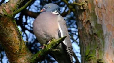 Şehir bahçesindeki ahşap güvercin. Kuşlar normalde çiftlik arazilerinde bulunurlar ama giderek daha fazla sayıda kuş kasabaya geliyor. Güvercin ve güvercin familyasında yaygın olarak görülen bir güvercin türüdür.. 