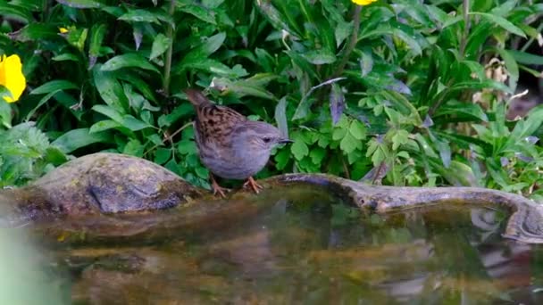 Dunnock Mały Przechodzień Czyli Ptak Okoniokształtny Spotykany Umiarkowanej Europie Azji — Wideo stockowe