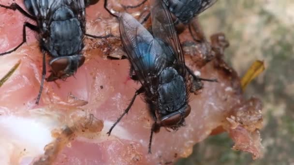 Házi Légy Cyclorrhapha Alrend Legye Úgy Tartják Hogy Cenozoikumban Fejlődött — Stock videók