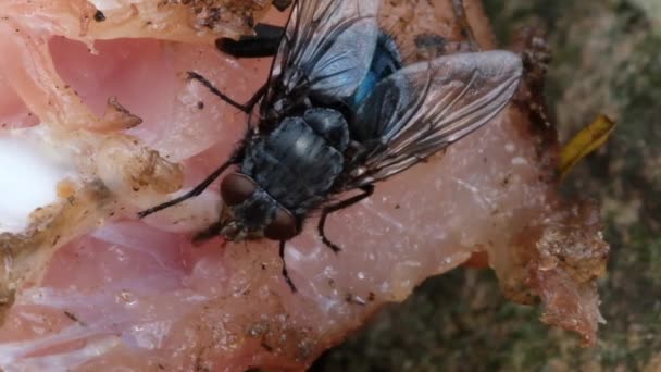 家蝇是子目环孢科植物中的苍蝇 它被认为是在新生代进化而来的 可能是在中东 并作为人类的一种奖赏在全世界传播开来 — 图库视频影像