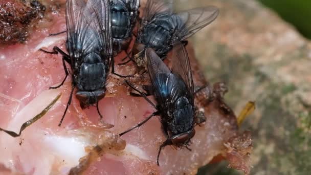 Housefly Fly Suborder Cyclorrhapha 그것은 아마도 중동에서 신생대 시대에 진화한 — 비디오