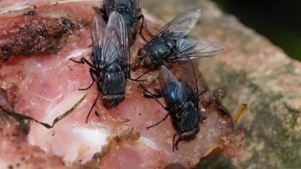 Домашня Муха Муха Підряду Cyclorrhapha Вважається Він Розвинувся Кайнозойську Еру — стокове відео